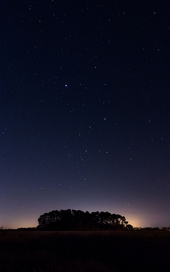 Nature, Trees, Night, Horizon, Starry Sky HD phone wallpaper