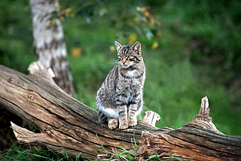 *** Cat ***, animal, cats, cat, animals HD wallpaper