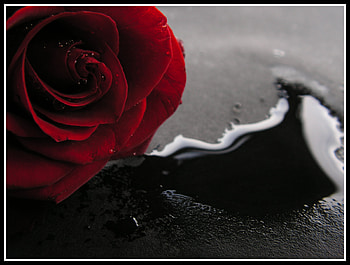 Blood Rose, rose, abstract, flower, red, blood HD wallpaper