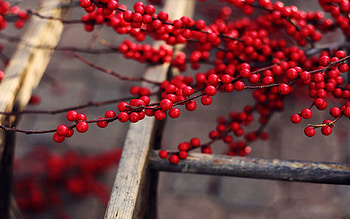 Food, Berries, Wood, Tree, Branches, Fruit, Ripe, Tasty, Delicious HD wallpaper
