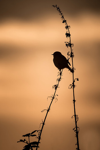 Dark, Silhouette, Bird, Branch, Shadow HD phone wallpaper