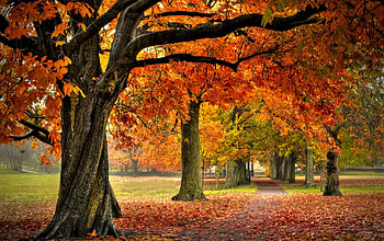 AUTUMN FOREST, autumn, leaves, forest, path HD wallpaper