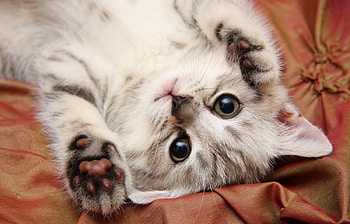 Animals, Cats HD wallpaper