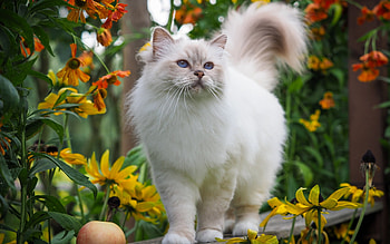 Cat, fur, animal, flowers HD wallpaper