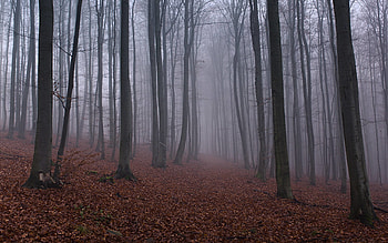 Woodland Misty , Woodland Misty . HD wallpaper