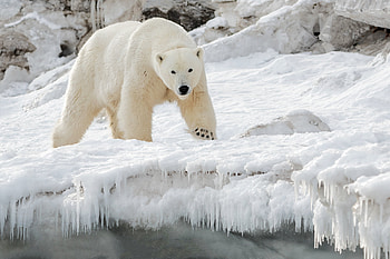 Polar Bear, animal, snow, ice, nature HD wallpaper
