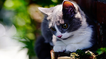 Kitten, animal, pisica, cat HD wallpaper