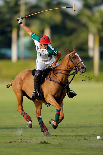 Polo & Hasses, Polo horse inspiration, Sport of kings HD phone wallpaper