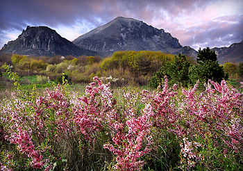 Flowers Field, blue, art , beautiful, wild, pink, field, flowers, sky, mauntains HD wallpaper