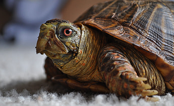Animals, Sight, Opinion, Head, Turtle HD wallpaper