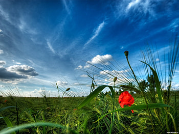 Plants, Landscape, Fields, Sky, Clouds HD wallpaper