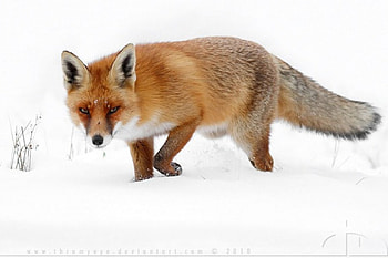 The hunter in the snow, sweet, winter, graphy, , cute, wild, fox, red fox, wildlife, abstract, animals, snow, nature HD wallpaper