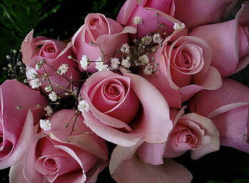 Flowers, Roses, Pink, Bouquet, Gypsophilus, Gipsophile, Buds HD wallpaper