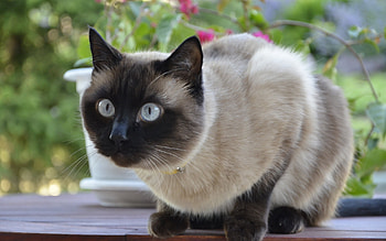 Animals, Cats HD wallpaper