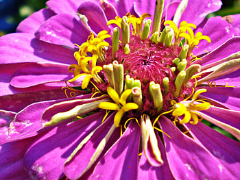 pink and yellow, pink, petals, flower, bloom, macro HD wallpaper