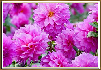FRAMED FLOWERS, NATURE, FLOWERS, , FRAMED HD wallpaper