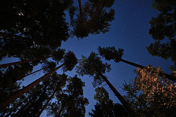 Trees, Night, Dark, Forest, Starry Sky HD wallpaper