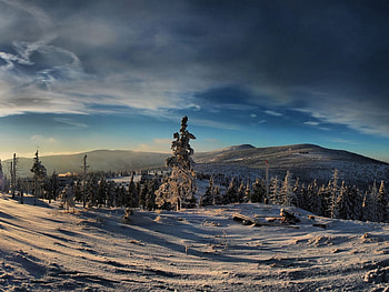 cottian alps, cold, winter, pine trees, snow HD wallpaper