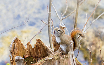 Animals, Squirrel, Food, Wood, Tree, Branches HD wallpaper