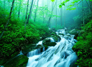 Mist May morn, mist, flow, green, trees, grass, water HD wallpaper