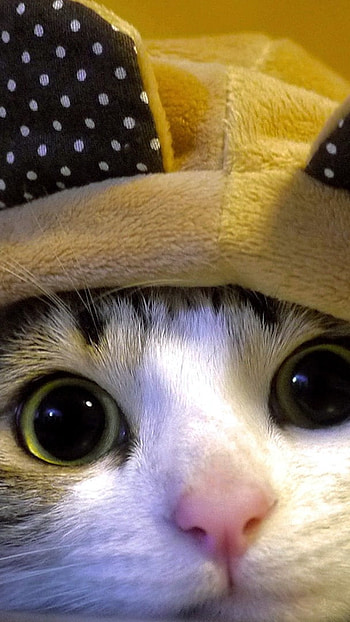 Cute Cat, Bunny Cap, cap HD phone wallpaper