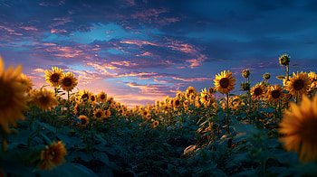Sunflower Field at Sunset – Stunning Nature, nature, sunflower, flower, landscape HD wallpaper