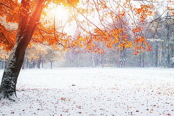 Last Leaves, landscape, trees, forest, snow HD wallpaper