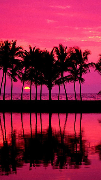 Pink Background Tumblr Tumblr Palm Trees Girly Pink Plus Tumblr Pink Background Tumblr Cool ... HD phone wallpaper