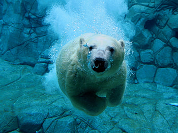 Animals, Water, Bears HD wallpaper