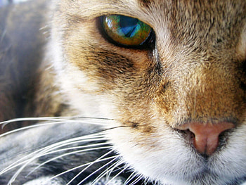 Animals, Cats HD wallpaper