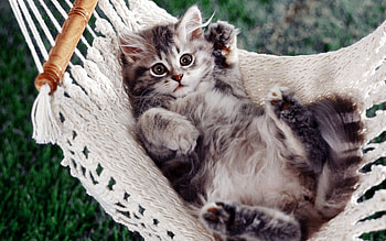 Animals, Fluffy, Kitty, Kitten, To Lie Down, Lie, Paw, Hammock HD wallpaper