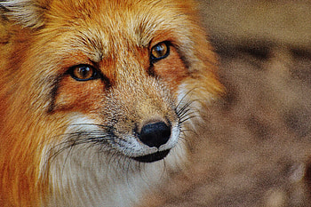 Animals, Fox, Muzzle, Predator, Sight, Opinion HD wallpaper