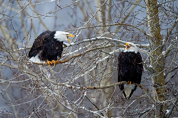 Animals, Birds, Wood, Tree, Branches, Bald Eagle, White-Headed Eagle HD wallpaper