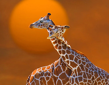 soul mate, couple, moon, animals, yellow HD wallpaper