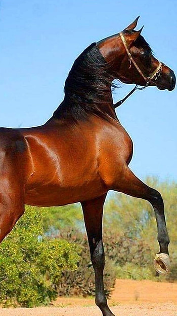 Brown Horse, brown, horse HD phone wallpaper