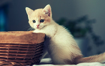 Cute kittens , Darling feline friends, Purrfect companions, Instant happiness HD wallpaper