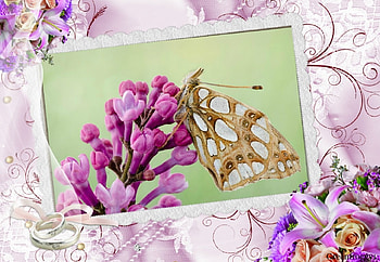 BUTTERFLY ON LILACS, LILACS, FLOWERS, BUTTERFLY, FAMED HD wallpaper