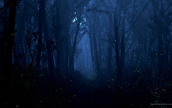 Landscape, Trees, Night HD wallpaper