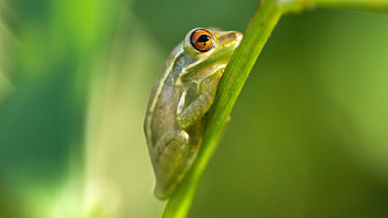 Macro frog , Amphibian close-up, Animal graphy, Nature-themed HD wallpaper