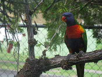 Rainbow Lorikeet, colourful, bird, interesting, curious HD wallpaper