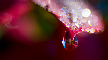 Pink Leaf Water Drops Blur Bokeh graphy graphy HD wallpaper