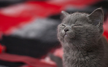 Animals, Kitty, Kitten, Grey, Asleep, Sleeps HD wallpaper