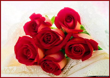 For working women, roses, red, flowers, six, cream HD wallpaper