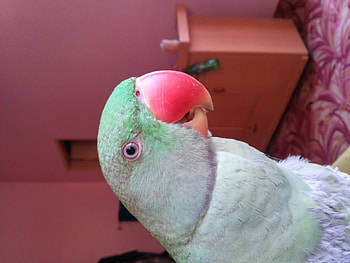my parrot, we, know, that, as HD wallpaper