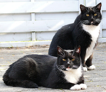 black brothers, black, pets, twins, brothers, cat HD wallpaper