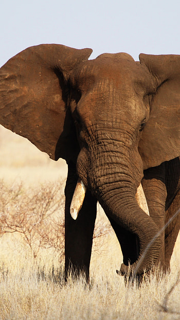 Elephant encounters, Kruger wildlife, African adventure, National park HD phone wallpaper