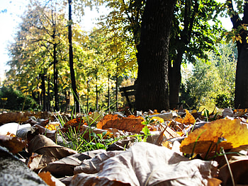 Leaves and trees, ywlloe, leaves, green, trees, autumn HD wallpaper