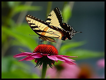 Sensational Swallowtail, pink, butterfly, daisy, green, swallowtail, yellow and black HD wallpaper