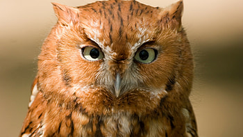 Eastern screech, Owls HD wallpaper