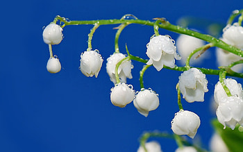 Lily Of The Valley, Drops, Flower, Macro, Branch, Freshness, Tenderness, Dew, Spring, Stem, Stalk, Bunch HD wallpaper